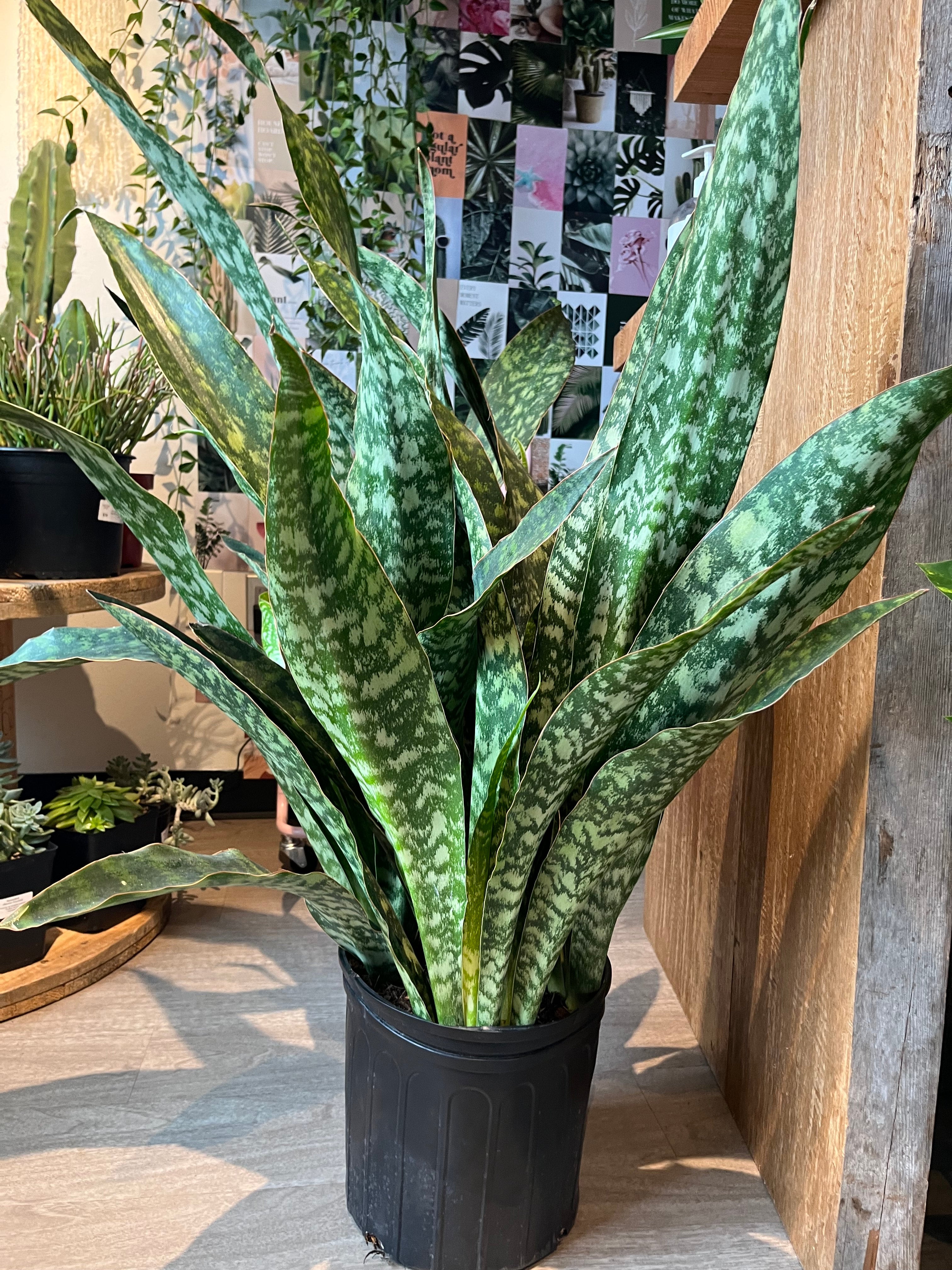 Cactus + Co. Camano - Sansevieria 'Jaboa' (Snake Plant) | Cactus + Co.  Camano